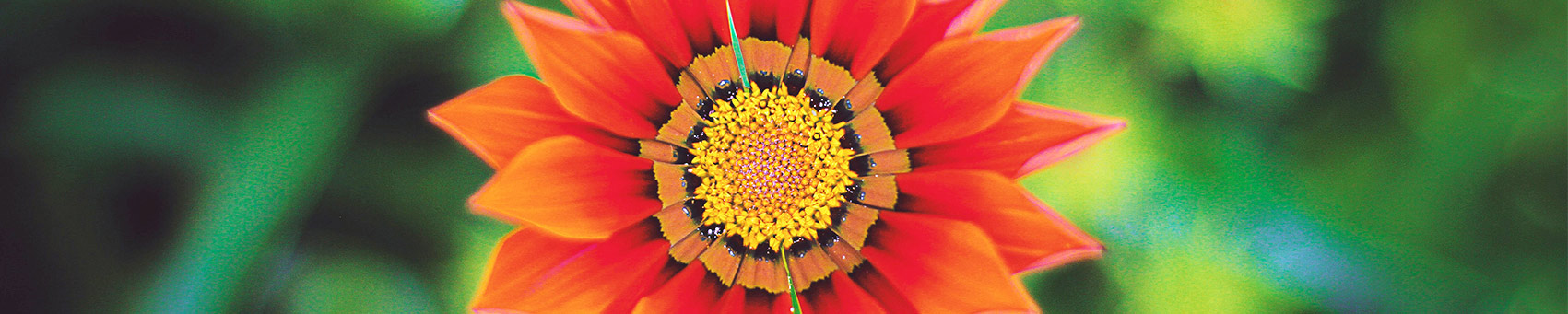 coquelicot