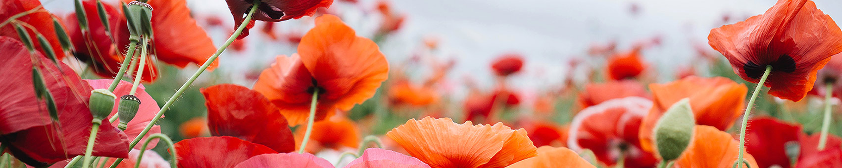 coquelicot